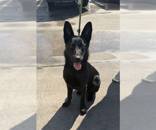 Medium Photo #1 German Shepherd Dog-Unknown Mix Puppy For Sale in Pasadena, TX, USA