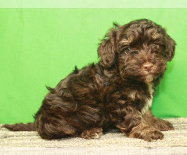 Medium Photo #11 Havanese-Poodle (Toy) Mix Puppy For Sale in SHAWNEE, OK, USA