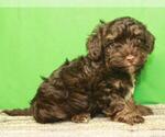 Small Photo #11 Havanese-Poodle (Toy) Mix Puppy For Sale in SHAWNEE, OK, USA