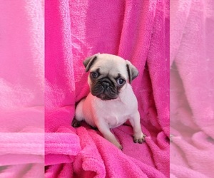 Pug Puppy for sale in SILVER SPRINGS, FL, USA