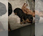 Small Photo #7 Dachshund Puppy For Sale in TERRELL, TX, USA
