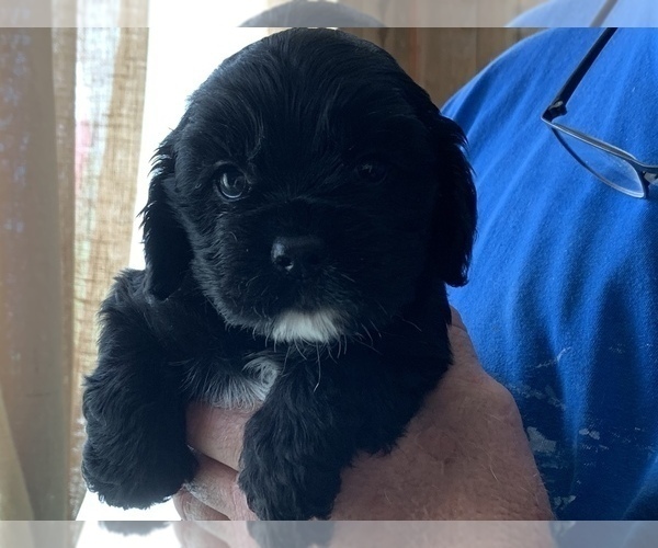 Medium Photo #3 Cocker Spaniel Puppy For Sale in CROSS TIMBERS, MO, USA