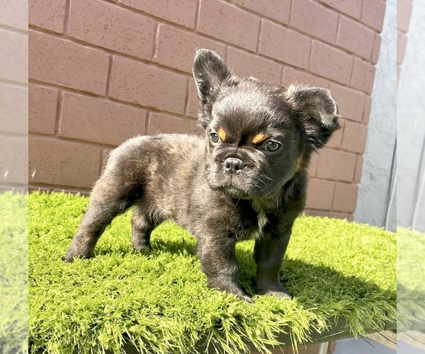 Medium Photo #78 French Bulldog Puppy For Sale in JACKSONVILLE, FL, USA