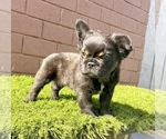 Small Photo #78 French Bulldog Puppy For Sale in JACKSONVILLE, FL, USA