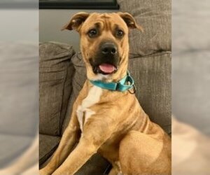 Boxador Dogs for adoption in Omaha, NE, USA