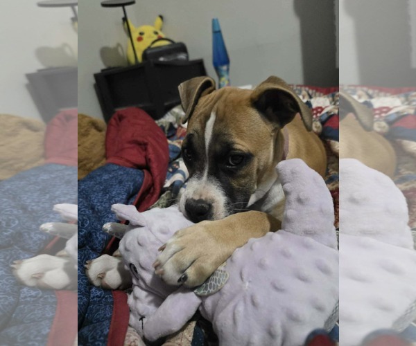 Medium Photo #3 Boxer Puppy For Sale in  Katy, TX, USA