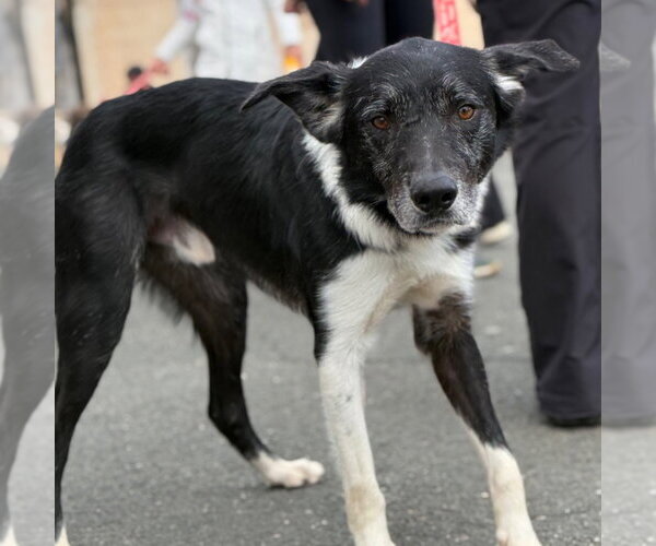 Medium Photo #14 Border Collie Puppy For Sale in Canton, CT, USA