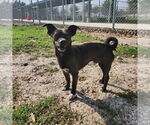 Small #6 Chihuahua Mix