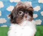 Small #7 Shih Tzu