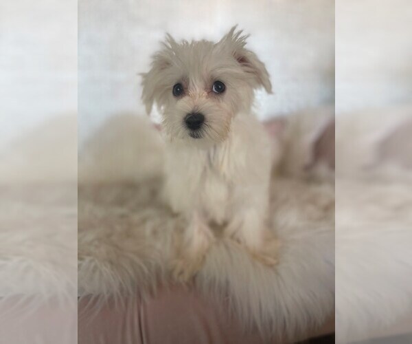 Medium Photo #2 Maltese Puppy For Sale in STUART, FL, USA