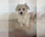 Small #1 Maltese