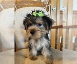 Small Photo #2 Yorkshire Terrier Puppy For Sale in LANCASTER, MO, USA