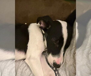 Harper - Female Mutt Dog for Adoption - Photo #3