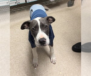 American Pit Bull Terrier-Unknown Mix Dogs for adoption in Bakersfield, CA, USA
