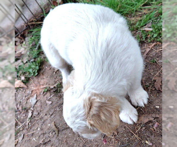 Medium Photo #4 Border Collie Puppy For Sale in Rutherfordton, NC, USA