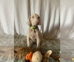Puppy 4 Doberman Pinscher