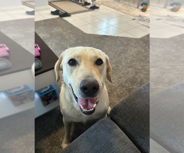 Medium Photo #1 Mutt Puppy For Sale in Salt Lake City, UT, USA