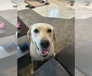 Mutt Dogs for adoption in Salt Lake City, UT, USA