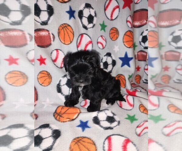 Medium Photo #1 Morkie Puppy For Sale in LAPEER, MI, USA