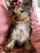 Small #4 Yorkshire Terrier