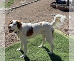 Small #3 Brittany
