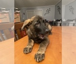 Small Photo #11 German Shepherd Dog Puppy For Sale in FAIRMOUNT, IN, USA
