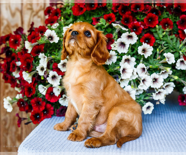 Medium Photo #11 Cavalier King Charles Spaniel Puppy For Sale in WAKARUSA, IN, USA