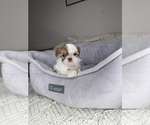Small #6 Shih Tzu
