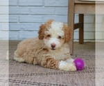 Small #3 Bernedoodle (Miniature)