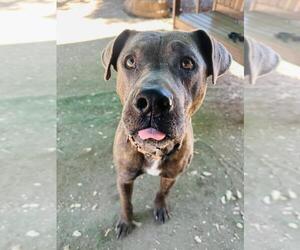 American Pit Bull Terrier-Unknown Mix Dogs for adoption in Santa Maria, CA, USA