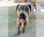 Small American Pit Bull Terrier Mix