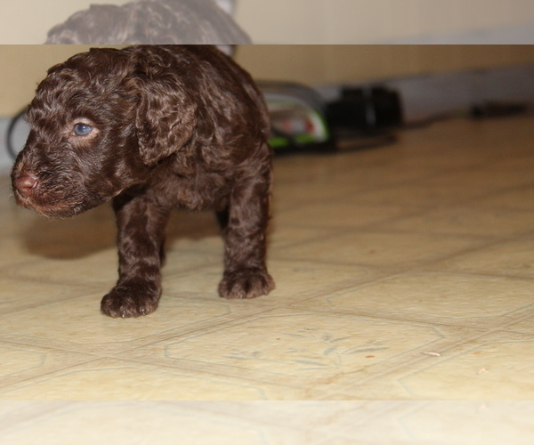 Medium Photo #12 Poodle (Standard) Puppy For Sale in SPENCER, TN, USA