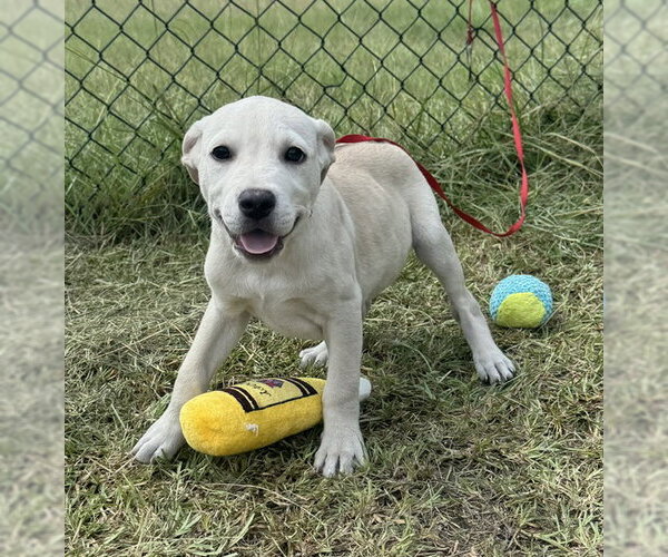 Medium Photo #1 Labrador Retriever Puppy For Sale in Tarrytown, GA, USA