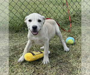 Labrador Retriever Dogs for adoption in Tarrytown, GA, USA