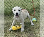Small Labrador Retriever