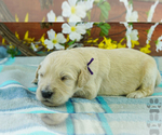 Puppy 2 English Cream Golden Retriever-Poodle (Standard) Mix