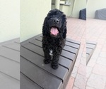 Puppy Black male Poodle (Miniature)