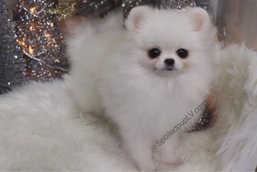 Medium Photo #7 Pomeranian Puppy For Sale in LAS VEGAS, NV, USA