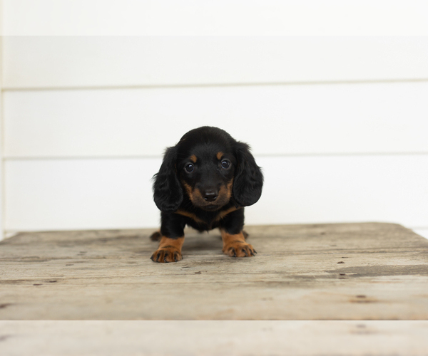Medium Photo #2 Dachshund Puppy For Sale in MILFORD, IN, USA