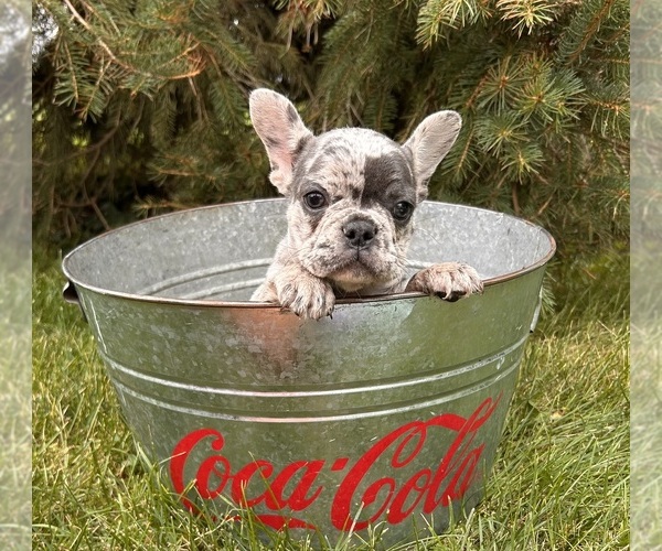 Medium Photo #6 French Bulldog Puppy For Sale in MIDDLEBURY, IN, USA