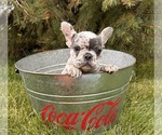 Small #5 French Bulldog