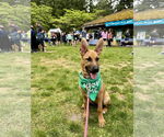 Small #1 German Shepherd Dog Mix