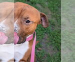 Small #2 Boxer Mix