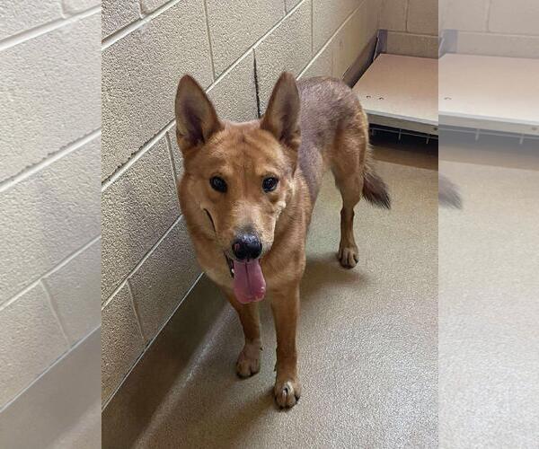 Medium Photo #1 Carolina Dog-Unknown Mix Puppy For Sale in Rockwall, TX, USA