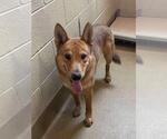Small Carolina Dog Mix