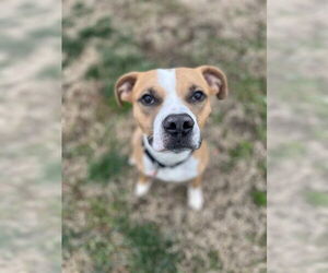 Mutt Dogs for adoption in Louisville, KY, USA