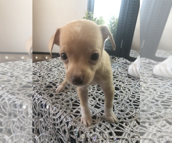 Medium Photo #2 Chihuahua Puppy For Sale in DALE CITY, VA, USA