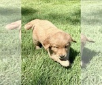 Small #3 Golden Retriever