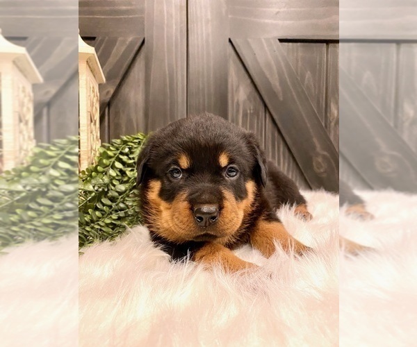 Medium Photo #6 Rottweiler Puppy For Sale in SHREVE, OH, USA
