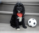 Small Photo #1 Cockapoo Puppy For Sale in MILLERSBURG, OH, USA